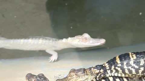 Baby/Juvenile Gators and more at Gatorland Orlando, Florida