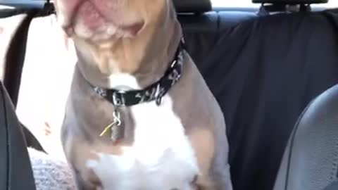 Vocal dog speaks with owner during car ride