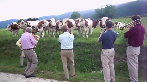 ANIMAUX et POUVOIR DE LA MUSIQUE