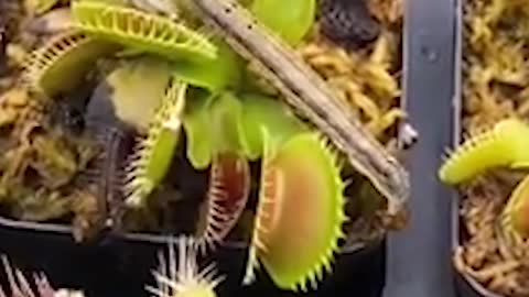 Venus Flytrap eating chili pepper and wasabi！