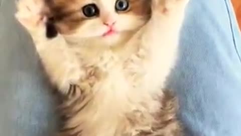 cute kitten 😺 🙀
