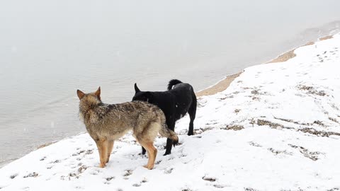 Dogs in the snow