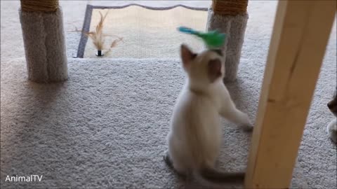 Siamese Kittens Playing - Cute Compilation