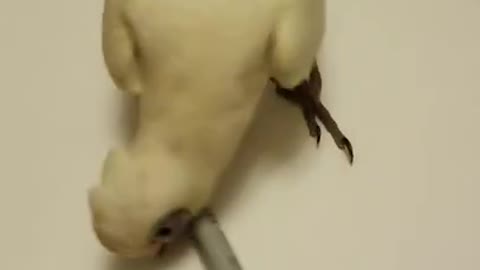 Parrot "helps" Mommy with Homework... well, sort of...