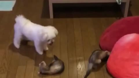 2 Ferret Scare A little Dog With Them At Home