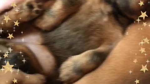 Sweet little nest of dachshund puppies
