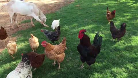 Rooster Crowing Chicken Free Range🐄🐓