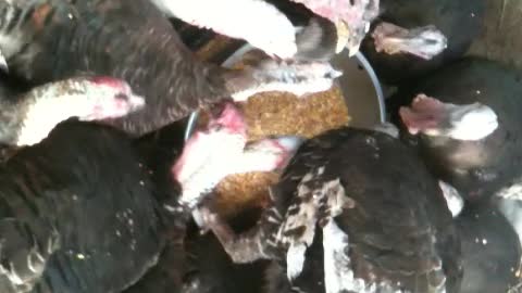 Feeding the Turkeys, better be careful!