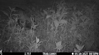 More Deer Cam