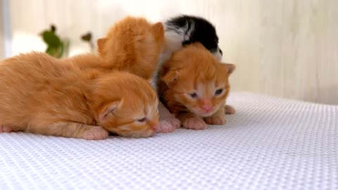 Lovely Newborn fluffy kittens