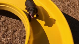 Little Legs Work Hard to Climb Slide