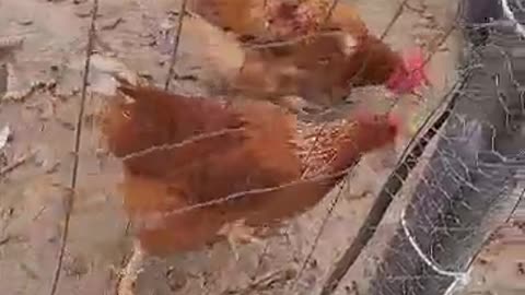 Chickens eating Kumquats