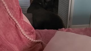 Big Dog whining because little Dog is in her bed