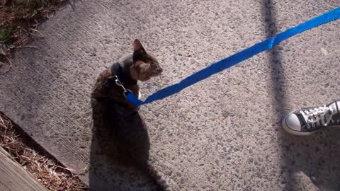 Leash training your cat