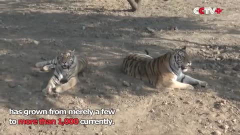Siberian Tiger Park Sees Birth Boom of Cubs