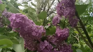 Flowering lilac.