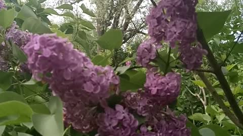 Flowering lilac.