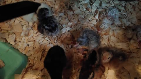 Tiny Fluffy Chicks