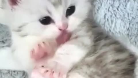 Cute kitten 🐱 🐱🐱