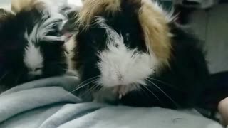 Hamster with lion's mane