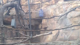 Primates At The Henry Doorly Zoo