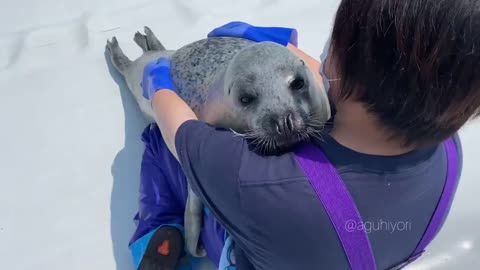 Foquinha abraçando com carinho