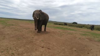Elephant Welcomed Tourists Car In Jungle ' Elephant Hose Shake '