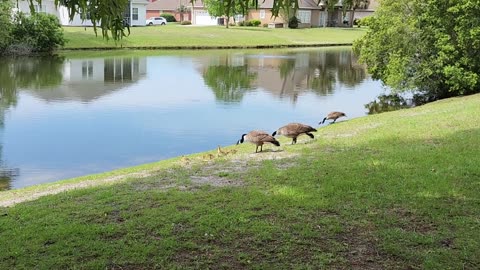 Mother Goose and her goslings and more.