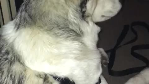 Husky hears ambulance, howls along in excitement