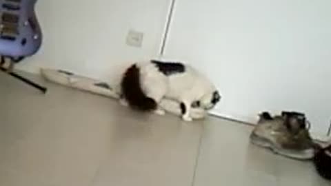 This cat acts like it is a dog!