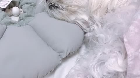 a cute snoring puppy