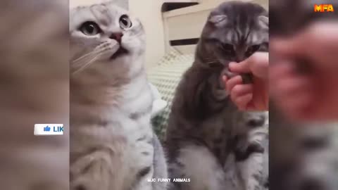 Best Funny Animals Videos😆 - Funny and Cute Cats 🐈 and Dogs 🐕