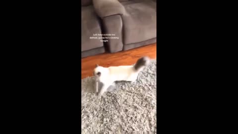 Funniest Cats 😹- Best Of The 2022 Funny Cat Videos 😂- Persian Cats Zone