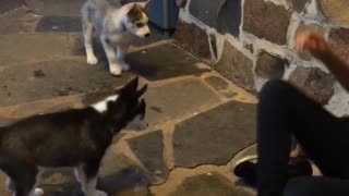 Husky puppies react to Yorki puppies