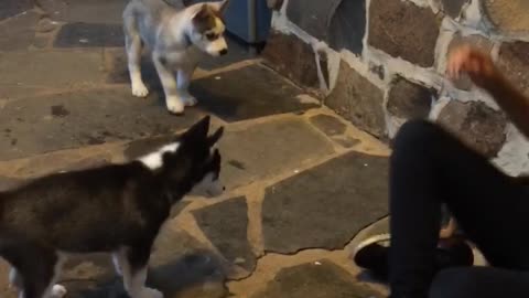 Husky puppies react to Yorki puppies