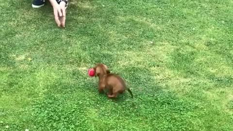 Adorable 9-Week-Old Puppy Is Already A Pro At Fetch