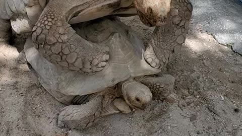 Tortoise Love