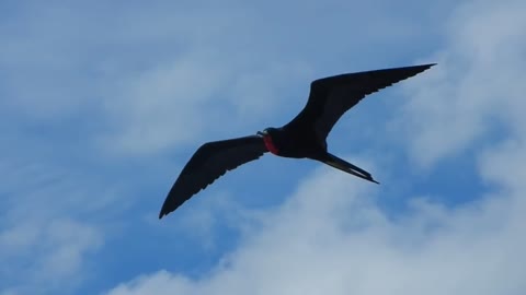 Ecuador: Frigate bird in flight, Galapagos