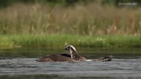 An osprey fishing in spectacular super slow motion | Highlands - Scotland's Wild Heart