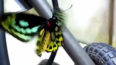 EPIC!! This Close Up Slow Motion of butterfly will leave you in AWE.