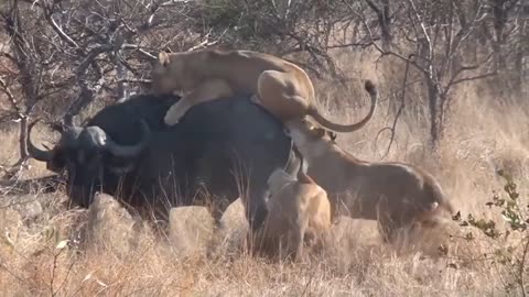 Lion Attack Buffalo In The Wild.mp4