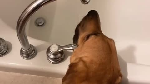 Thirsty Pooch Prefers the Bath Faucet over Bowl