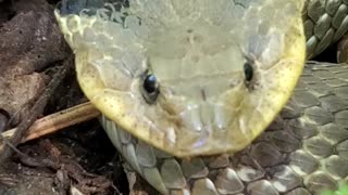 Snake that pretends to be a cobra