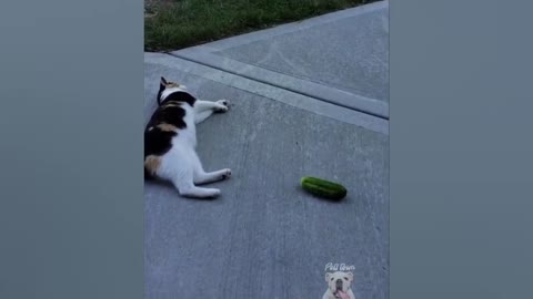 Cucumbers Scare The Life Out Of Cats __Pets Town