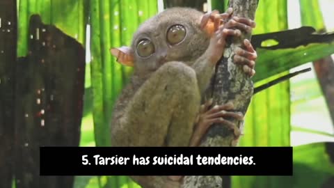 Philippine TARSIER : 5 Amazing Monkey Facts