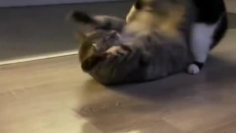 See this cat fight funny animals