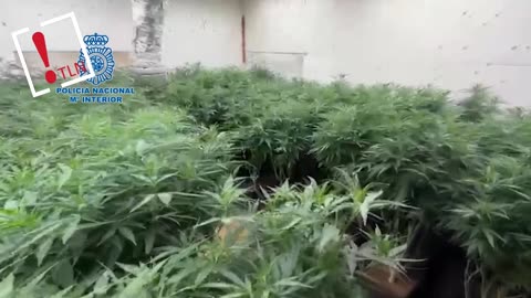 Desmantelan en Barcelona una plantación de marihuana en un club de alterne abandonado