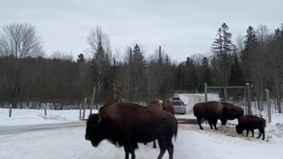 Bison Blocking the Way