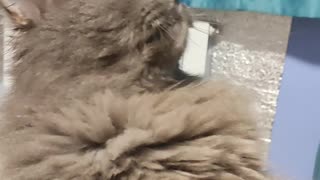 Fluffy Cat Teased by Owner