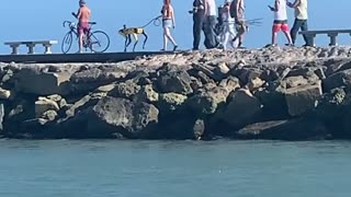 Woman Walks Robot Dog Down Fort Pierce Jetty